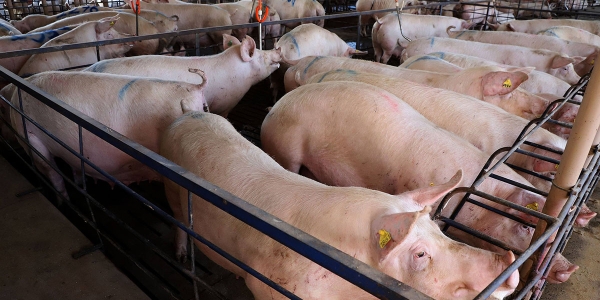 Paraná liderou a importação de suínos de alta genética em 2023, aponta boletim agropecuário